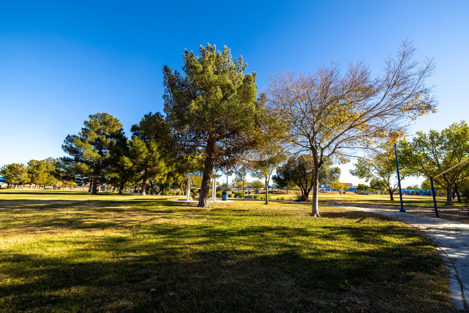 Silver Mesa Trees