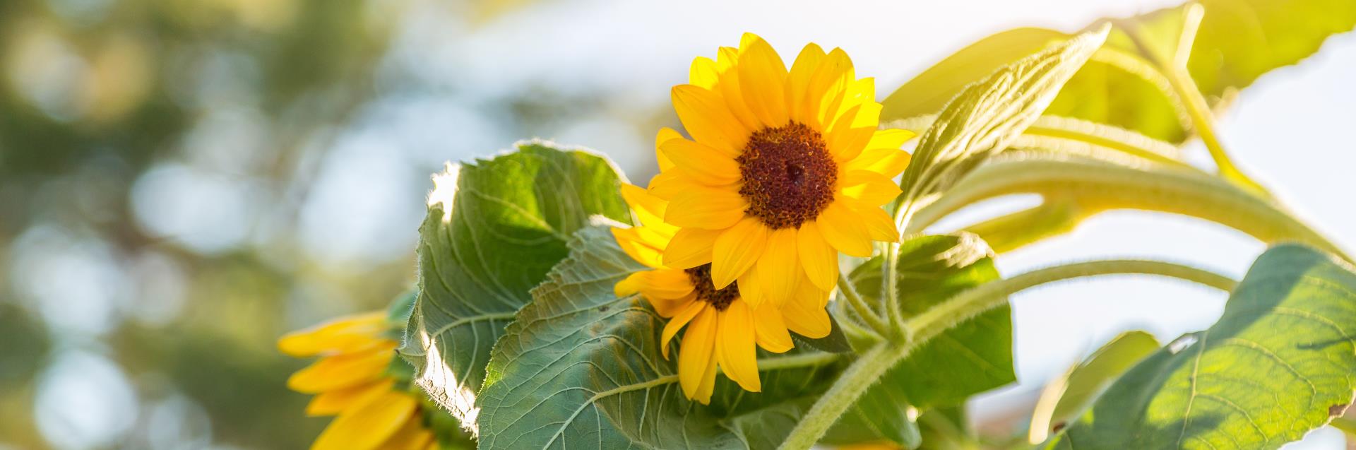 Craig Ranch Regional Park, Sunflowers